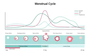 Graphique du cycle menstruel montrant les variations des hormones, dont la FSH, et le développement des follicules jusqu'à l'ovulation.