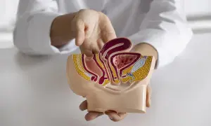 Modèle anatomique du pelvis féminin, montrant la vessie et l'utérus, utilisé pour expliquer une cystoscopie femme.