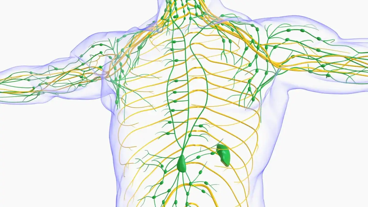 Système lymphatique humain, montrant les ganglions et les vaisseaux verts, essentiels au drainage lymphatique.